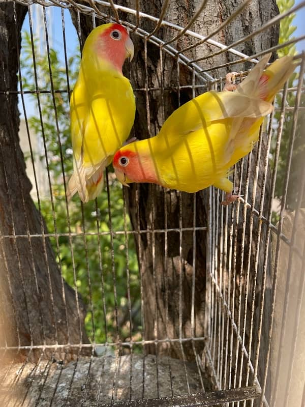 Yellow lutino love birds pair 3