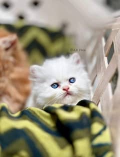 Persian kittens Available WHATSAPP number 03257190302