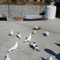 pigeon Fanice