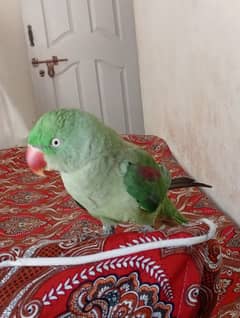 A good parrot 0