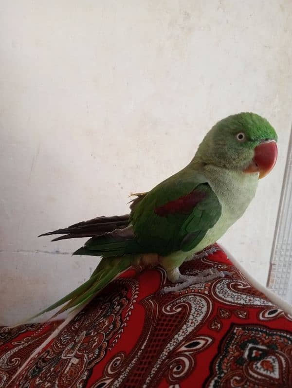 A good parrot 1