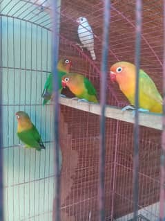 Lovebirds fore sale in lahore 0