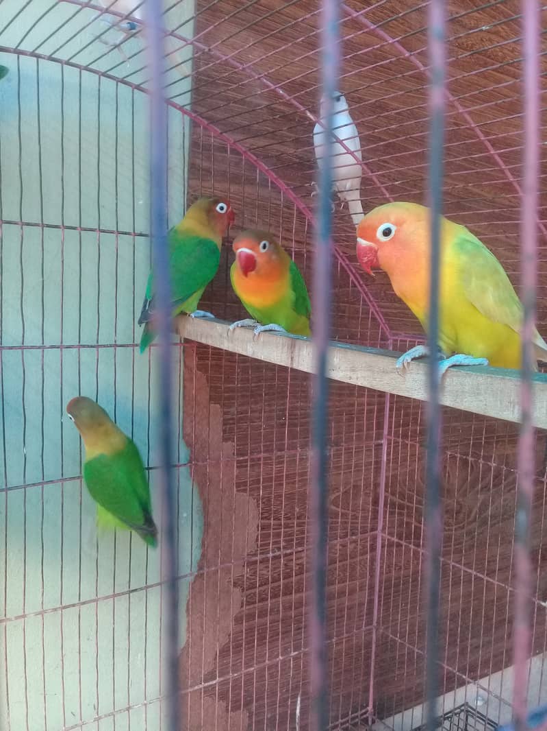 Lovebirds fore sale in lahore 1