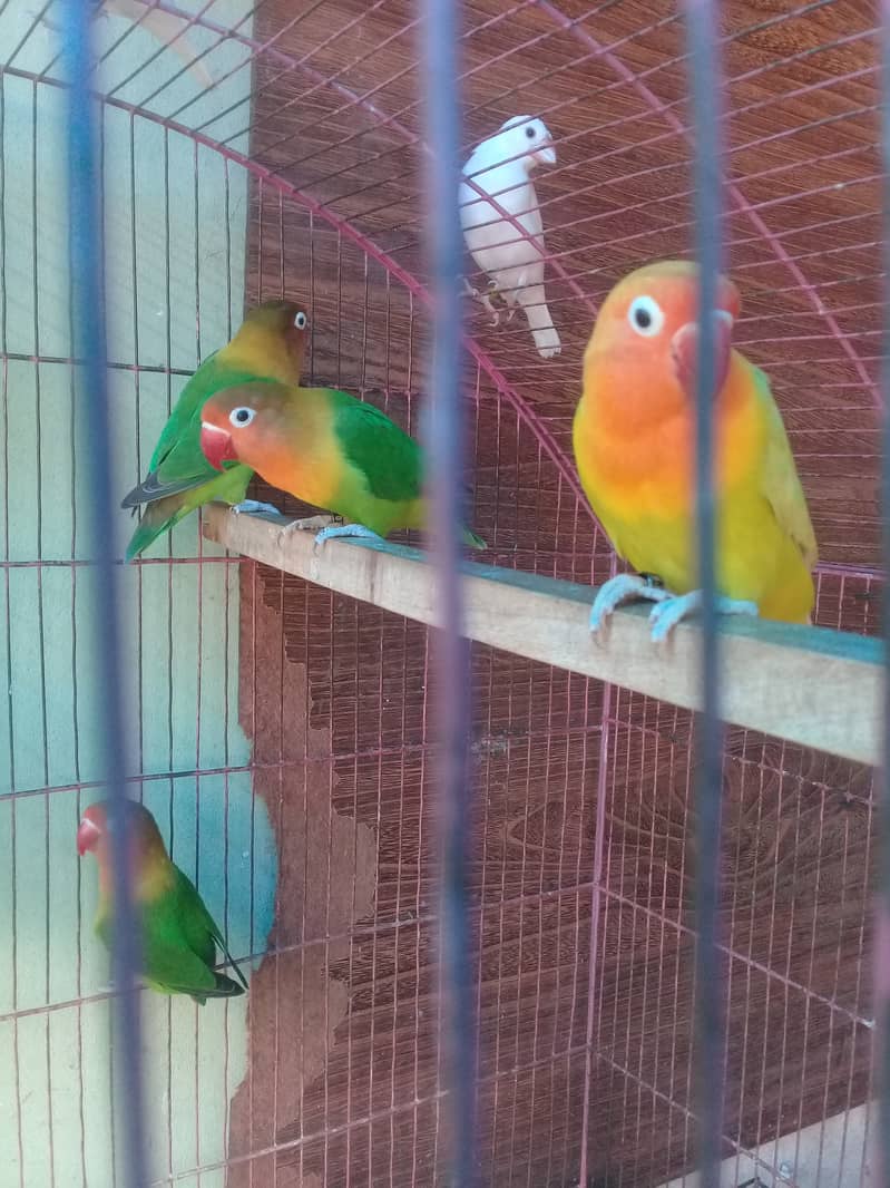 Lovebirds fore sale in lahore 2