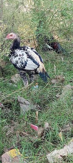 Sindhi male and female