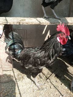 black australorp