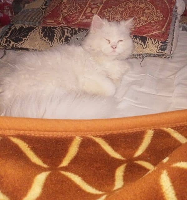 Persian Triple Coat Cat for Sale 5