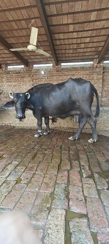 Pure Neeli Ravi Bhains 4