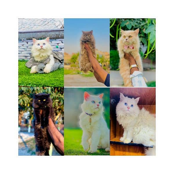 Persian hamalian british punch face piki face cat's and kitten's 0