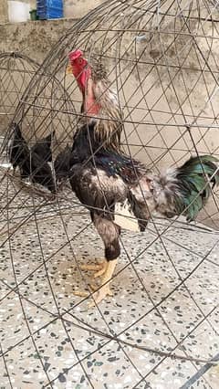 Aseel rooster for sale