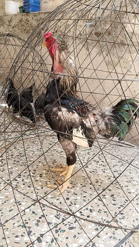 Aseel rooster for sale 0