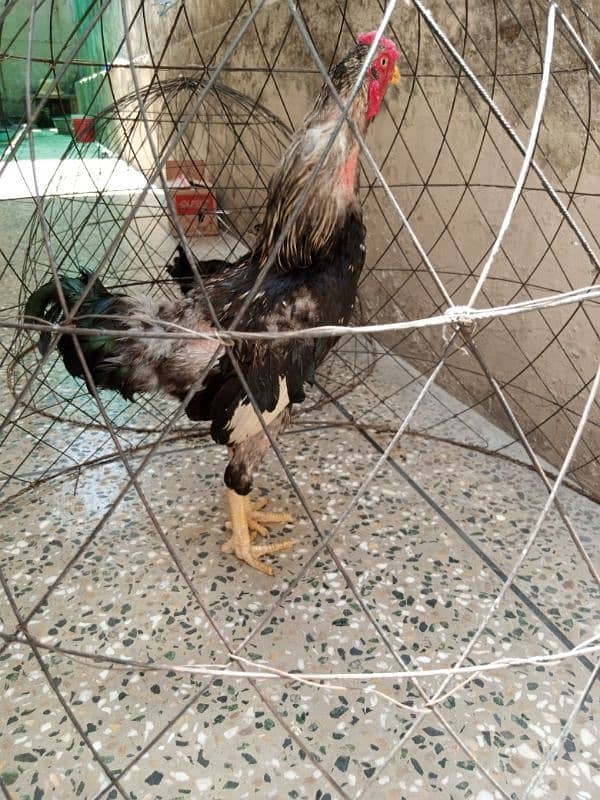 Aseel rooster for sale 1