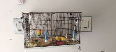 common Latino pair and par blue ino and opoline pair availible 0