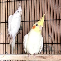 Cocktail Breeder Pair For Sale