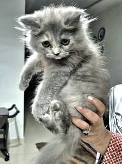 Siberian & Persian Cross Breed Female kitten