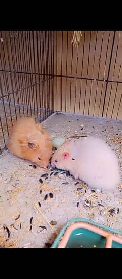 Hamster Pair Handtame friendly