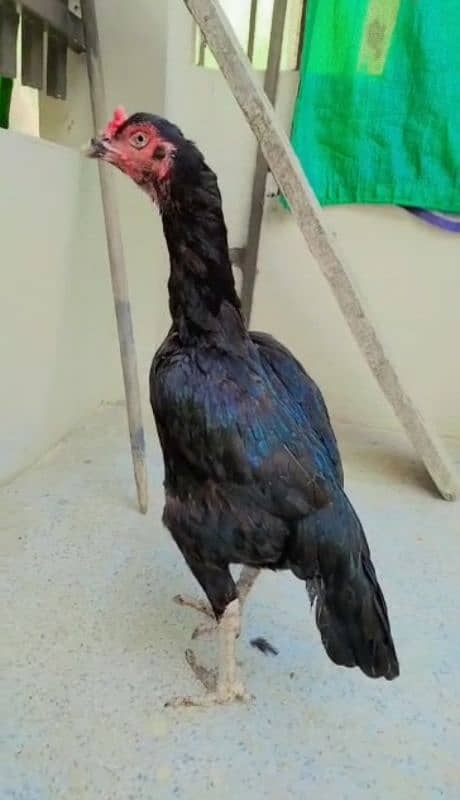 Indian Rampuri Aseel Double Body hen madi 2