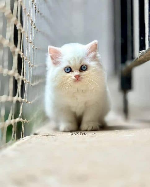 Persian kittens Available WHATSAPP number 03251905001 0