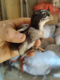 pure dragon Thai 2 chicks for sale