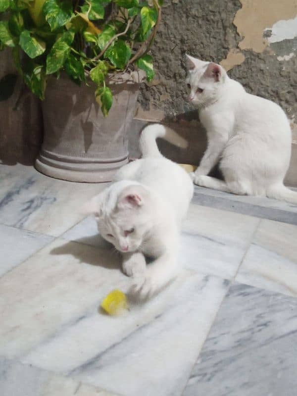 Persian Cats , Price 15000 each 3