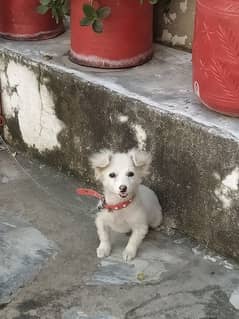 American Eskimo dog,