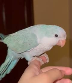 tamed MONK PARROT | QUAKER PARROT