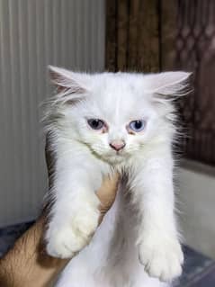 White Persian cat for sale