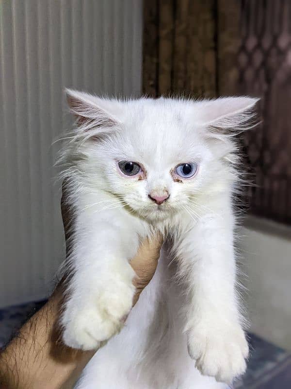 White Persian cat for sale 0