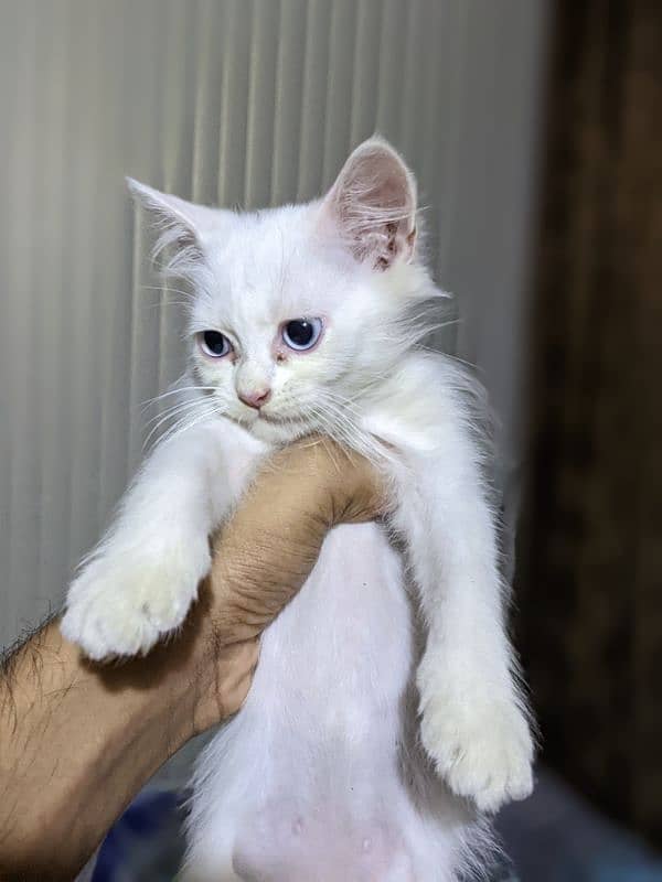 White Persian cat for sale 1