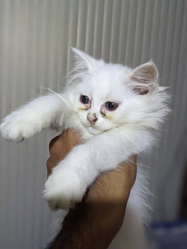 White Persian cat for sale 2