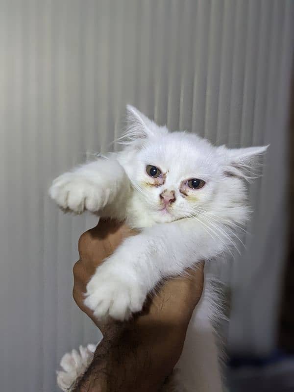 White Persian cat for sale 3