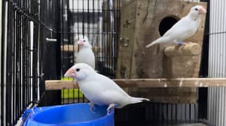 Exchange White and Silver Java Breeder with Gouldian or Canary