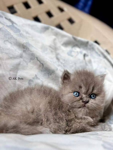 Persian kittens Available WHATSAPP number 03251905001 0