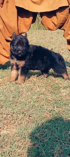 German shepherd female long coat for sale