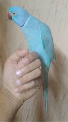 blue ringneck tamed talkative 0