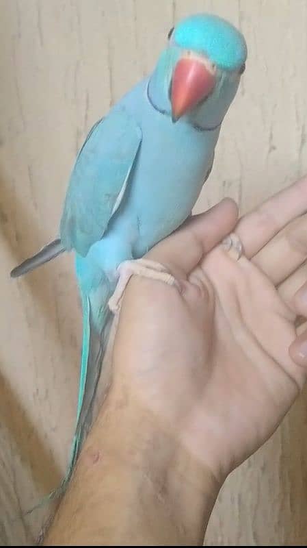 blue ringneck tamed talkative 1