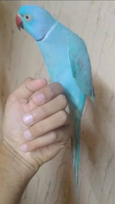 blue ringneck tamed talkative 2