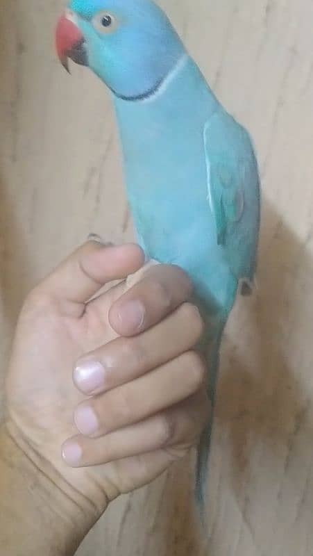 blue ringneck tamed talkative 3