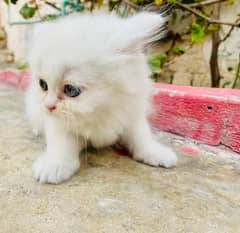 Persian kittens / Triple coated / punch face