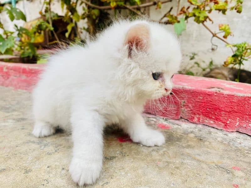 Persian kittens / Triple coated / punch face 1