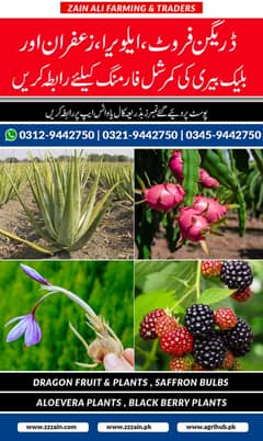 Dragon fruits/plants Saffron Bulbs Available 03459442750 zain Ali Far