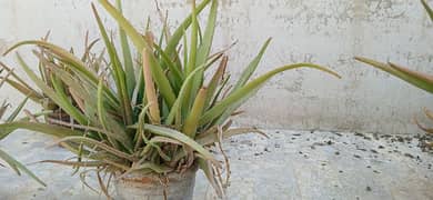 Aloe Vera Plant with Pot