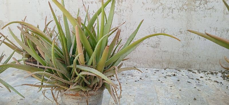 Aloe Vera Plant with Pot 0