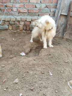 poodle breeder female & poodle puppy female for sale