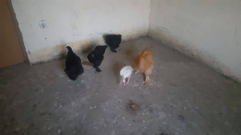 fency murgha murghian for sell 3