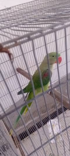 Raw jumbo size parrots for sale