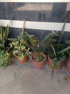 plants