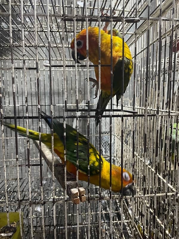 sun conure hand tamed breeder pair 3