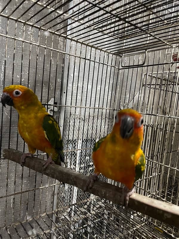 sun conure hand tamed breeder pair 4