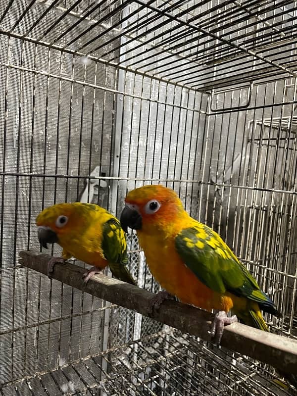 sun conure hand tamed breeder pair 5